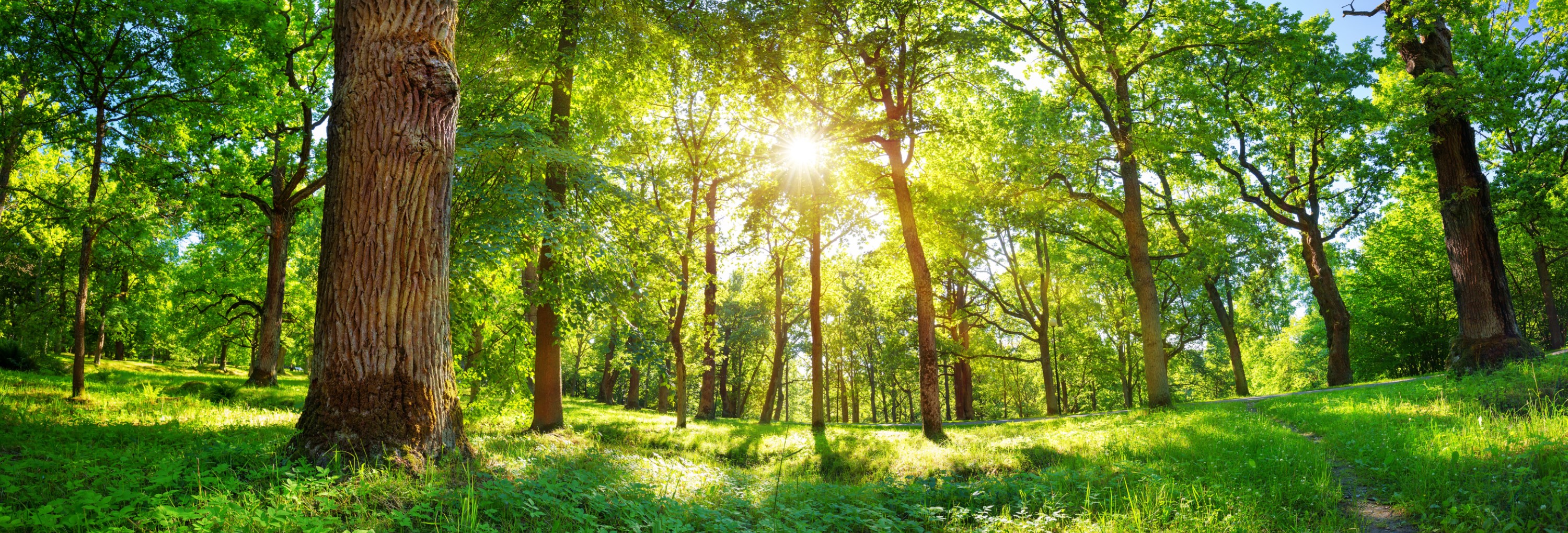 Sustainability